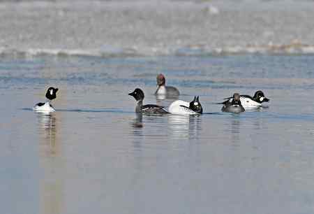 游戏多情的小鹊鸭