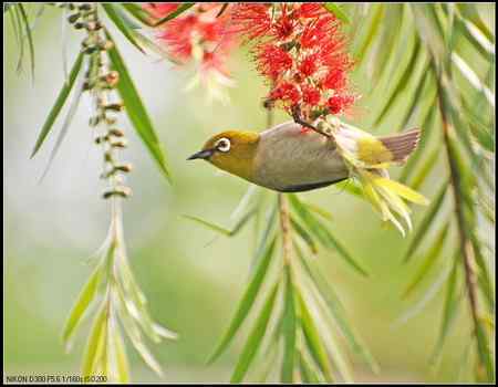 绿羽映红枝——绣眼俏立枝头