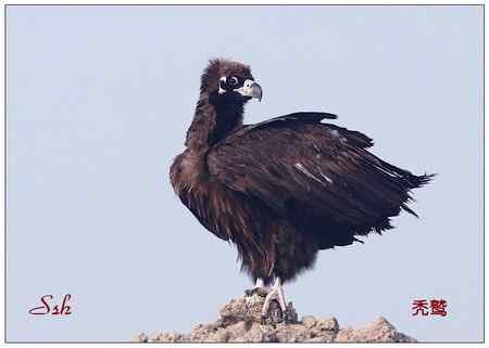 京城猛禽【组图】