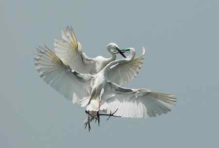 空中芭蕾舞    大白鹭