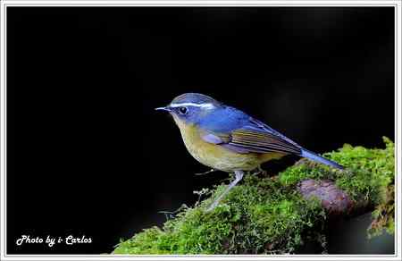 飛羽小品 白眉林鸲