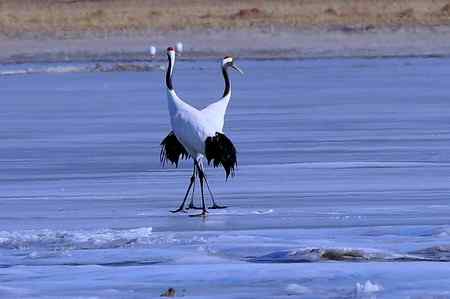 草原贵客－丹顶鹤