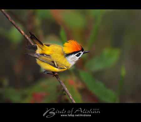 火冠戴菊 Taiwan Firecrest