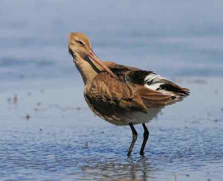黑尾塍鹬 梳理羽毛