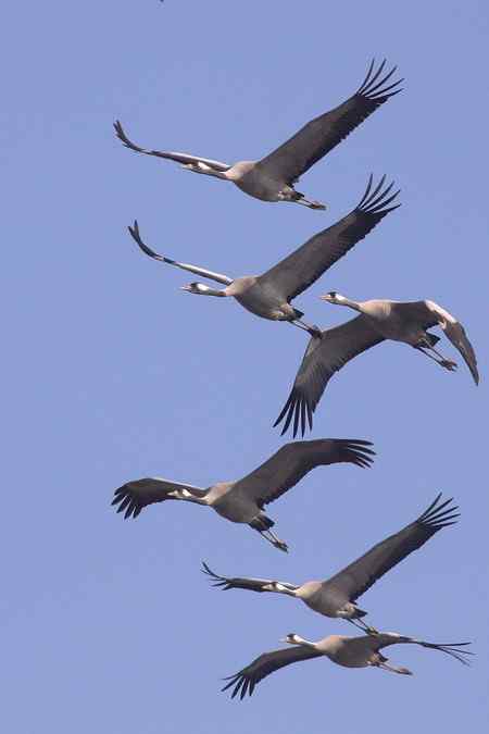 我的自然笔记 麦田寻鹤