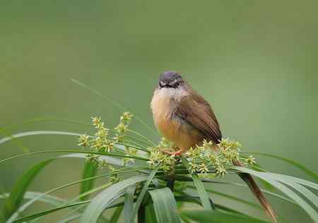 黄腹鹪莺美丽超清晰图组