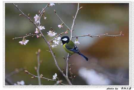 菜花菜鸟 菜花菜鸟