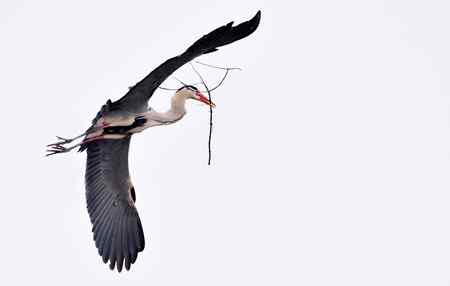 似大鹏展翅（苍鹭）