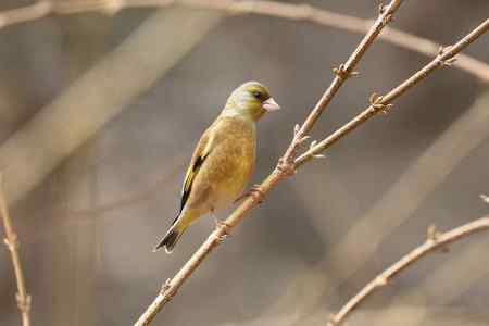 红尾巴鸟钻进灌木丛：灰头鹀回来了！