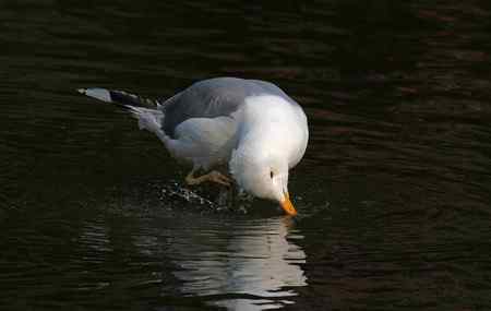 洁白温柔又美丽