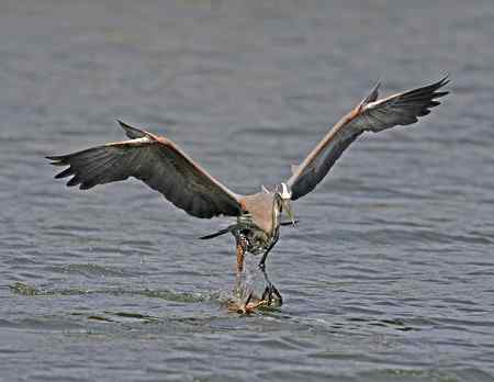 苍鹭吃鱼 美国洛杉矶