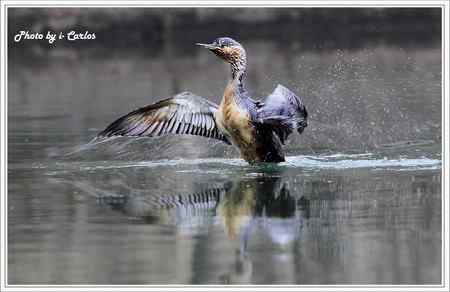 罕见稀有的紅喉潛鳥竟然造访宝岛台湾 罕见稀有的紅喉潛鳥竟然造访宝岛台湾