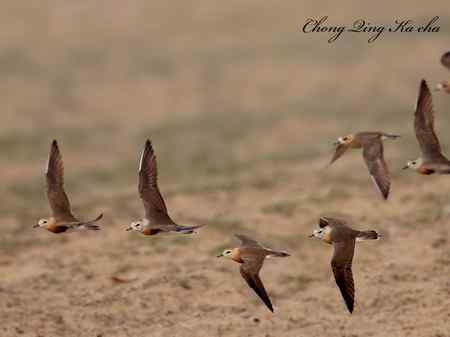 东方鸻 重庆咔嚓作品