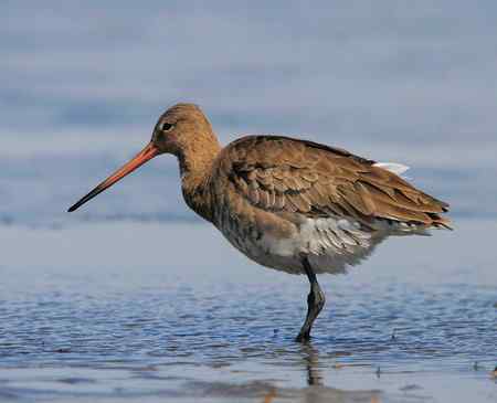 黑尾塍鹬 梳理羽毛