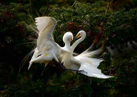 一对红眼睛 白鹭的