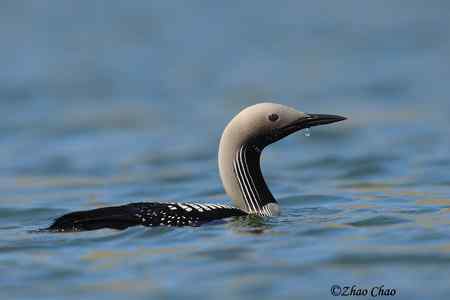 鸟网2010年第一季度精彩鸟图大回放！