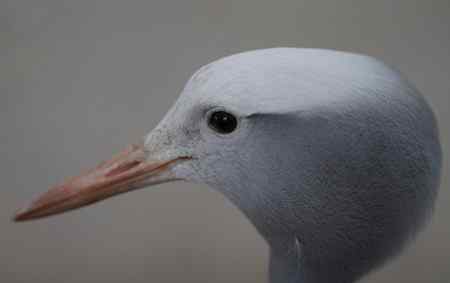 鹤头部特写