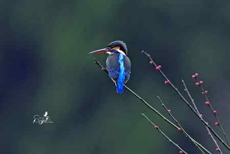 春天杭州的一组林鸟