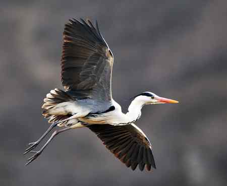 平山苍鹭 平山苍鹭