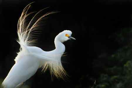 10首拍象山白鹭一组