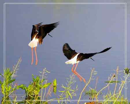 黑翅长脚鹬照片一组