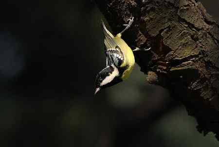 黄腹山雀高清晰照片一组