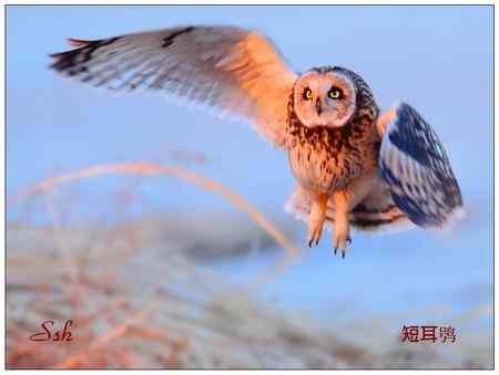 京城猛禽【组图】