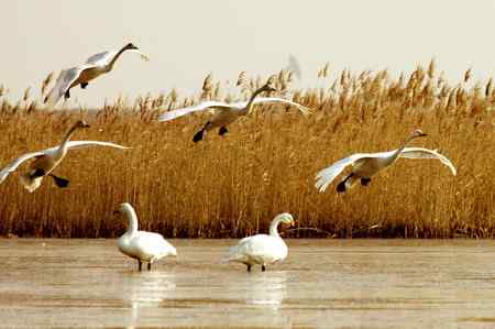 河口飞燕滩油田的水上芭蕾