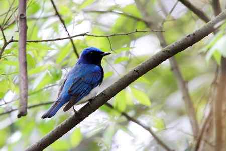 白腹姬翁.黄眉姬翁.鸲姬翁