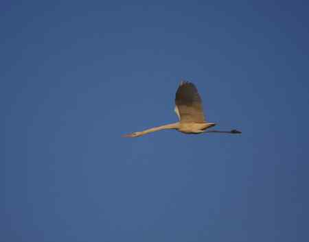 开封上空的白鹭