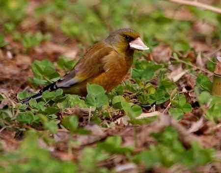 金翅雀鸟儿专辑