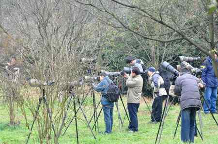 杭州植物园又拍樱花与绣眼