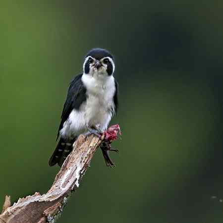 婺源拍鸟作品：小隼