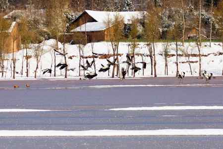 埝湖拍黑颈鹤系列