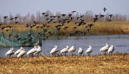 琵琶鹭及侯鸟已飞回向海