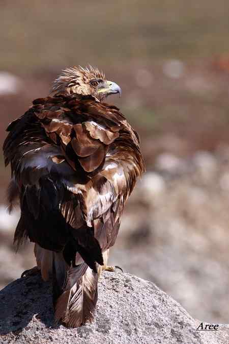 拍摄几只猛禽   我的一点野外小心得