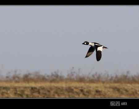 鹊鸭 我们这里难得一见