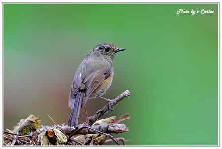 阿里山鴝(栗背林鴝) 台湾特有鸟类