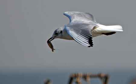 红嘴海鸥觅食图