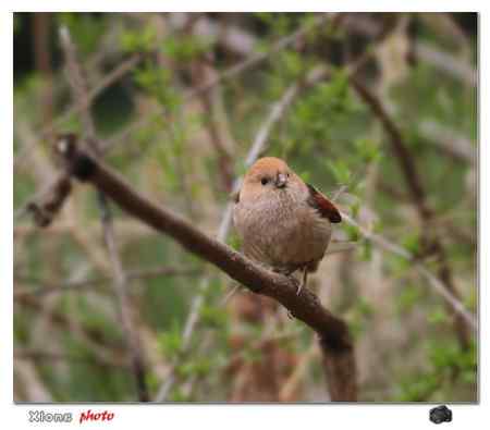 盐城的棕头鸦雀