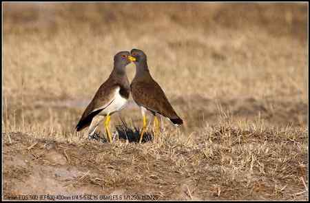 灰头麦鸡 向海自然保护区