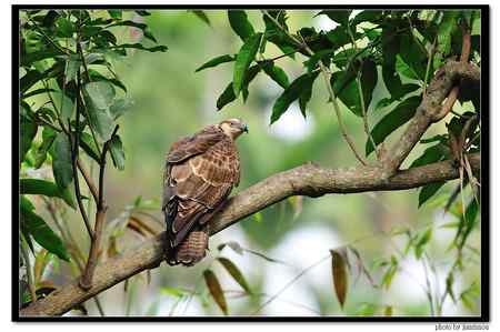 2010年台灣嘉義蜂鷹（东方蜂鹰、凤头蜂鹰、雕头鹰）紀錄