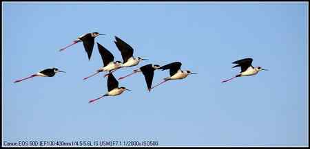 黑翅长脚鹬 向海自然保护区