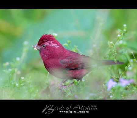 台湾阿里山酒红朱雀 Vinaceous Rosefinch 台湾阿里山酒红朱雀 Vinaceous Rosefinch