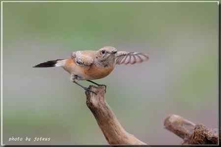 漠即鳥 台湾迷鸟