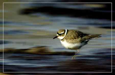 长嘴剑鸻照片哦