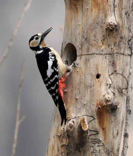 北红,大斑啄木鸟,红嘴蓝鹊等