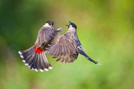 一组黑头红臀鹎 (白喉红臀鹎)