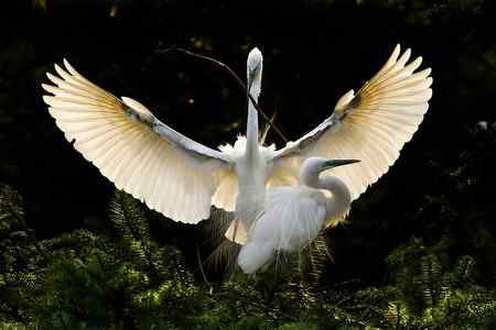 拍不够的象山鹭