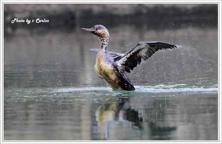 罕见稀有的紅喉潛鳥竟然造访宝岛台湾 罕见稀有的紅喉潛鳥竟然造访宝岛台湾